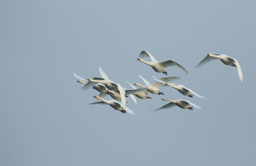 A flock of migrating Whooper Swan, Cygnus cygnus, flying in the blue sky at dusk in the UK. 