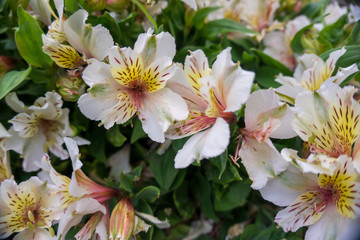 2019 exotic flowers white vintage nature garden beatiful spring new zealand