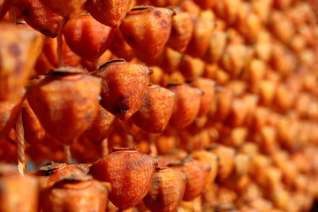 The village of the dried persimmon