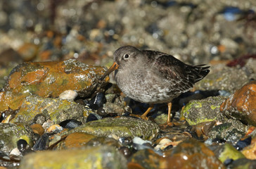 A stunning Purple Sandpiper (Calidris maritima) feeding along the shoreline at the coast in the UK.	