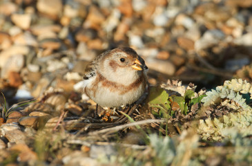 A beautiful Snow Bunting (Plectrophenax nivalis) searching for food on a beach in Kent, UK.	