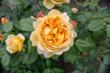 2019 exotic flowers yellow nature garden beatiful spring new zealand