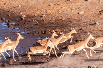 A group of Impalas -Aepyceros melampus- running nervously around a waterhole in Etosha National...