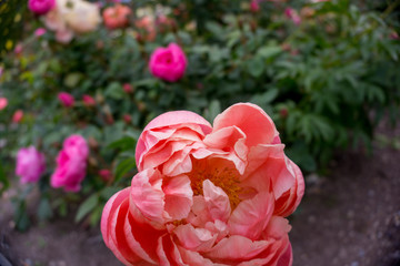 2019 exotic flowers nature garden beatiful spring new zealand