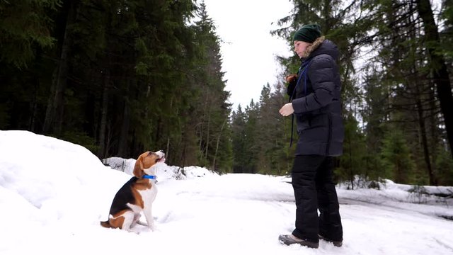 Adorable Beagle Dog Catch Small Piece Of Food Thrown By Owner Woman, Training For Simple Trick At Snowy Forest. Cute Animal Sit And Wait, Then Open Mouth And Grasp Bit Of Cheese