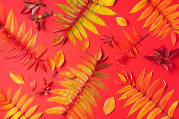 Creative layout of colorful autumn leaves over red background. Top view. Flat lay. Autumn concept. Season pattern