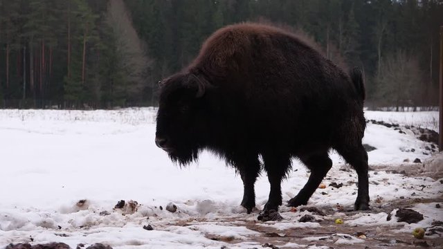 Hybrid bison urinate and drop shit, snowy field on background. Large reservation of rare wild animals at forested area in European country. Bull rise tail and do number one and two