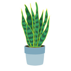 House plants isolated on white background. Sansivieria. Potted plants. Stock vector illustration in flat style.
