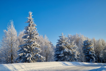 Winter forest and snow covered trees in it in a sunny day