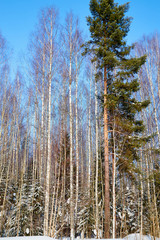 Winter forest and snow covered trees in it in a sunny day