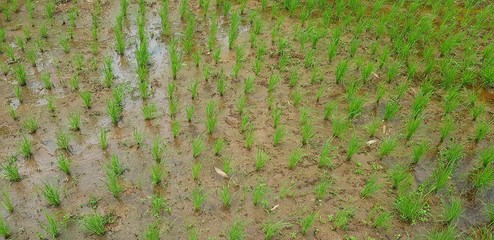 Small green rice paddy farm growth on field. Agriculture or Harvest concept. Beauty of nature for background