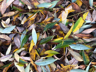 Outdoor. Colorful backround image of fallen autumn leaves perfect for seasonal use. Space for text. Yellow , brown and green willow rotten leaves with some grass