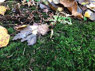Yellow leaves and twigs on the forest floor. Green Background moss in the forest.