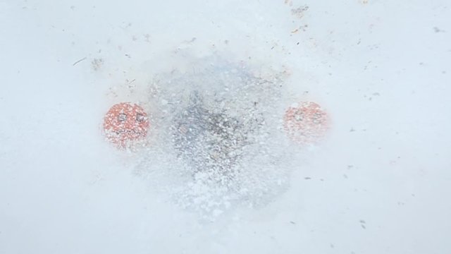 Persimmon fruit explode between two oranges with frowning faces drawn on skin. Top down shot, ripe fruits with rudimentary painted eyes and smile lie on snow. Little cracker explosion break date