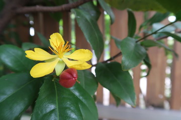 Yellow Mai is flower of Ochna integerrima plant which bloom in spring it is one of Vietnamese traditional New Year sign.  