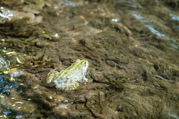 a green frog sits in the water around the algae