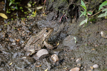 frog on the shore of the pond outside the water