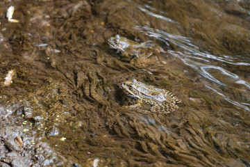 two frogs in water sit not far from each other