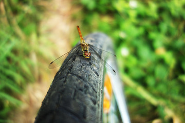 A dragonfly sitting on a bicycle wheel