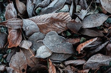 Autumn frozen leaves with frost. November romance.