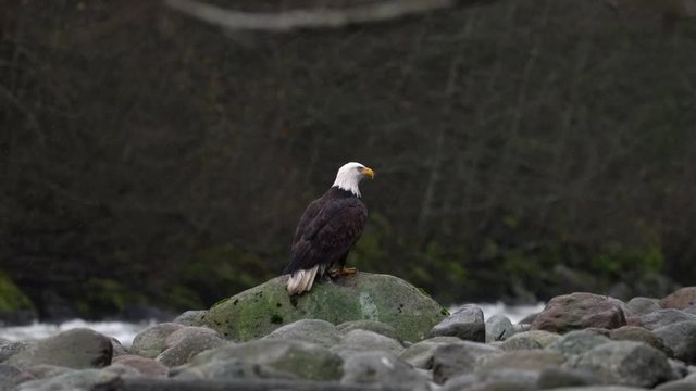 Bald Eagle sitting on rock next to the river waiting to attack for salmon