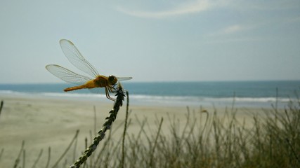 dragonfly on the beach