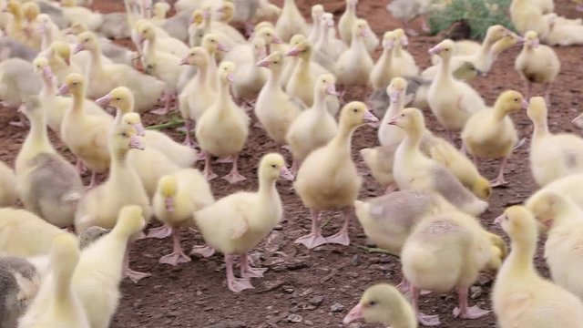 Small fluffy and yellow domestic ducklings walk around the farm in search of food