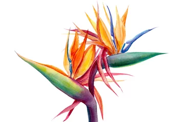 Poster Strelitzia zet tropische heldere bloemen en bladeren, paradijsbloem, strelitzia op witte achtergrond, aquarelillustratie, botanisch schilderij