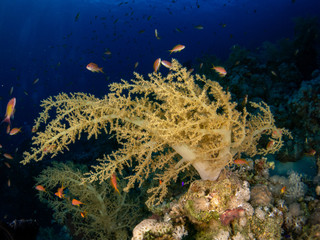 seabed in the red sea with coral and fish
