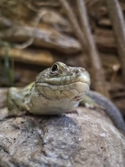 Lizard on the rock, close up. Lacerta agilis