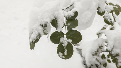 leaves of a frozen rose in the snow