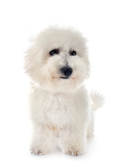 Bichon Frise in studio