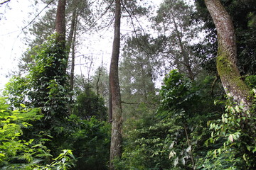 Asian tropical forests full of leaves