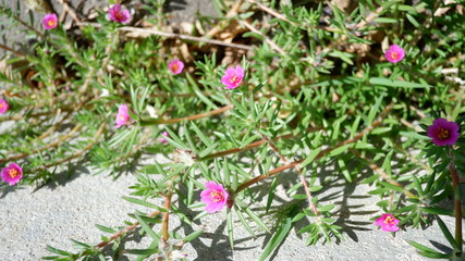 Little pink flower
