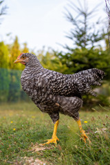 Traditional hungarian hen on the poultry in a hungarian farm