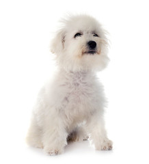 Bichon Frise in studio