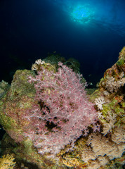 seabed in the red sea with coral and fish