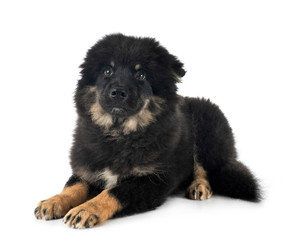 Finnish Lapphund in studio