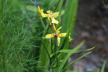 two small yellow flowers in a bush
