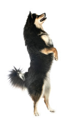 Obraz premium Fiński Lapphund w studio