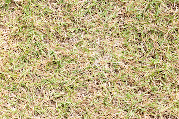 green grass and dry grass