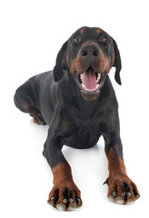 Obraz premium doberman pinscher in studio