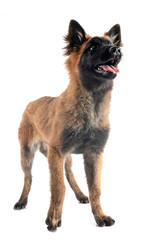 puppy tervueren in studio