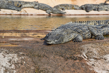 Crocodiles, alligators living in freedom