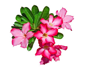 Desert rose flowers isolated on white background.