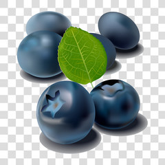 Vector illustration of a group of blueberry berries.