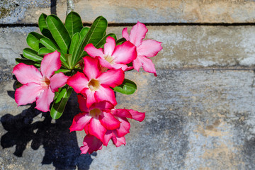 Bright flowers against a shabby concrete wall.