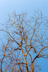 Old dry tree on the sky background