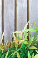 View of autumn tree leaves on a wooden background.