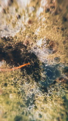 Air bubbles in algae and water with charm effect